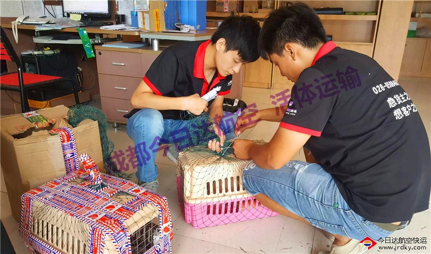 成都泰迪犬航空托運
